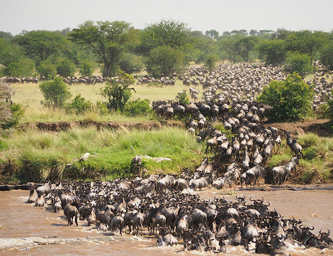 Kenya Maasai Mara and Serengeti Tour in Tanzania