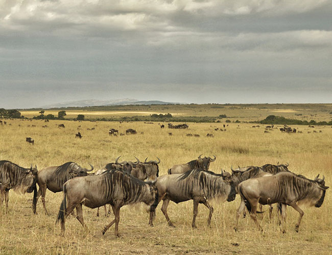 Kenya Maasai Mara and Serengeti Tour in Tanzania